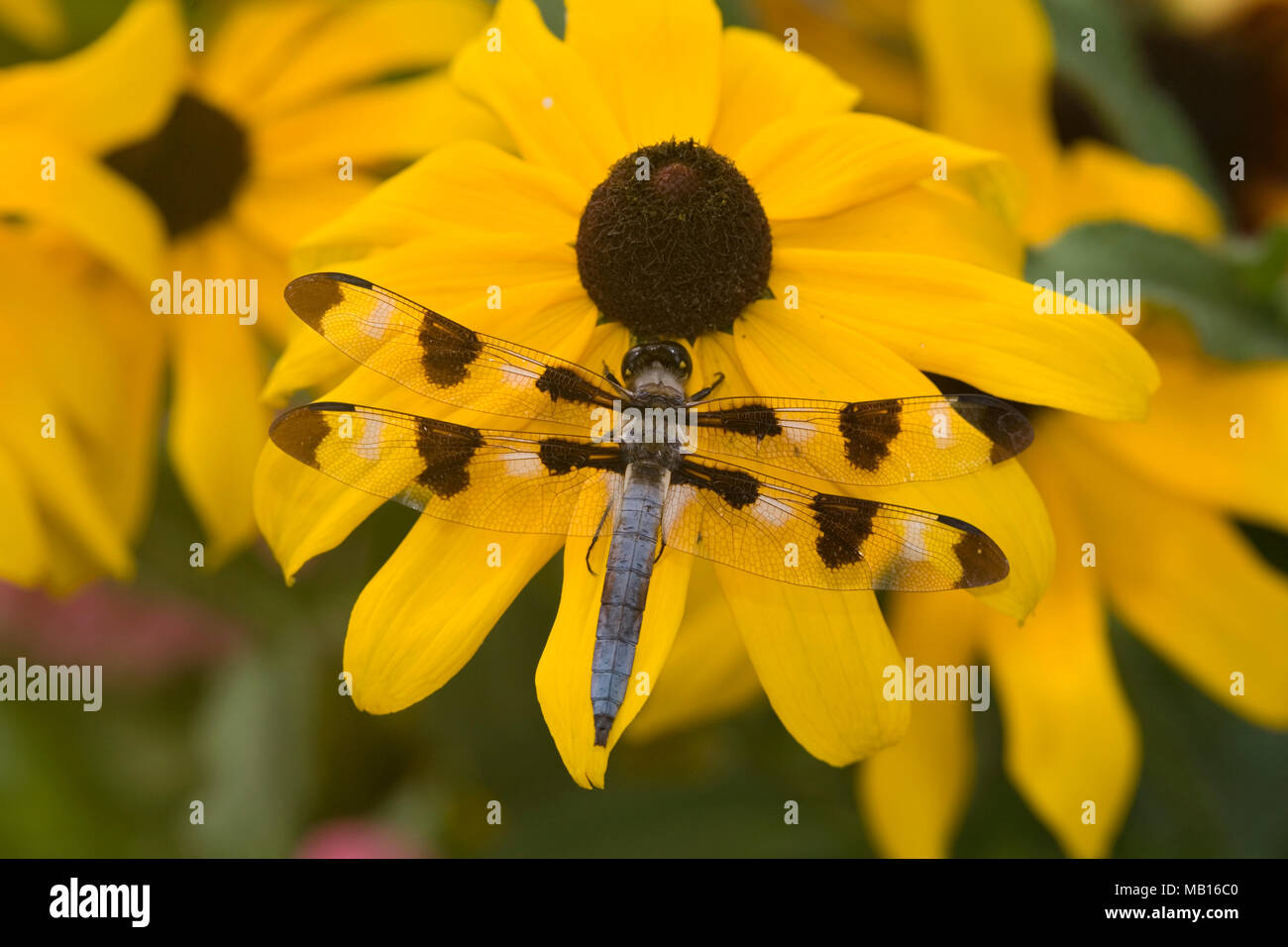 06625-007.09 12-spotted Skimmer (Libellula pulchella) männlichen auf Black-Eyed Susan (Rudbeckia hirta 'Indian Summer') Marion Co.IL Stockfoto