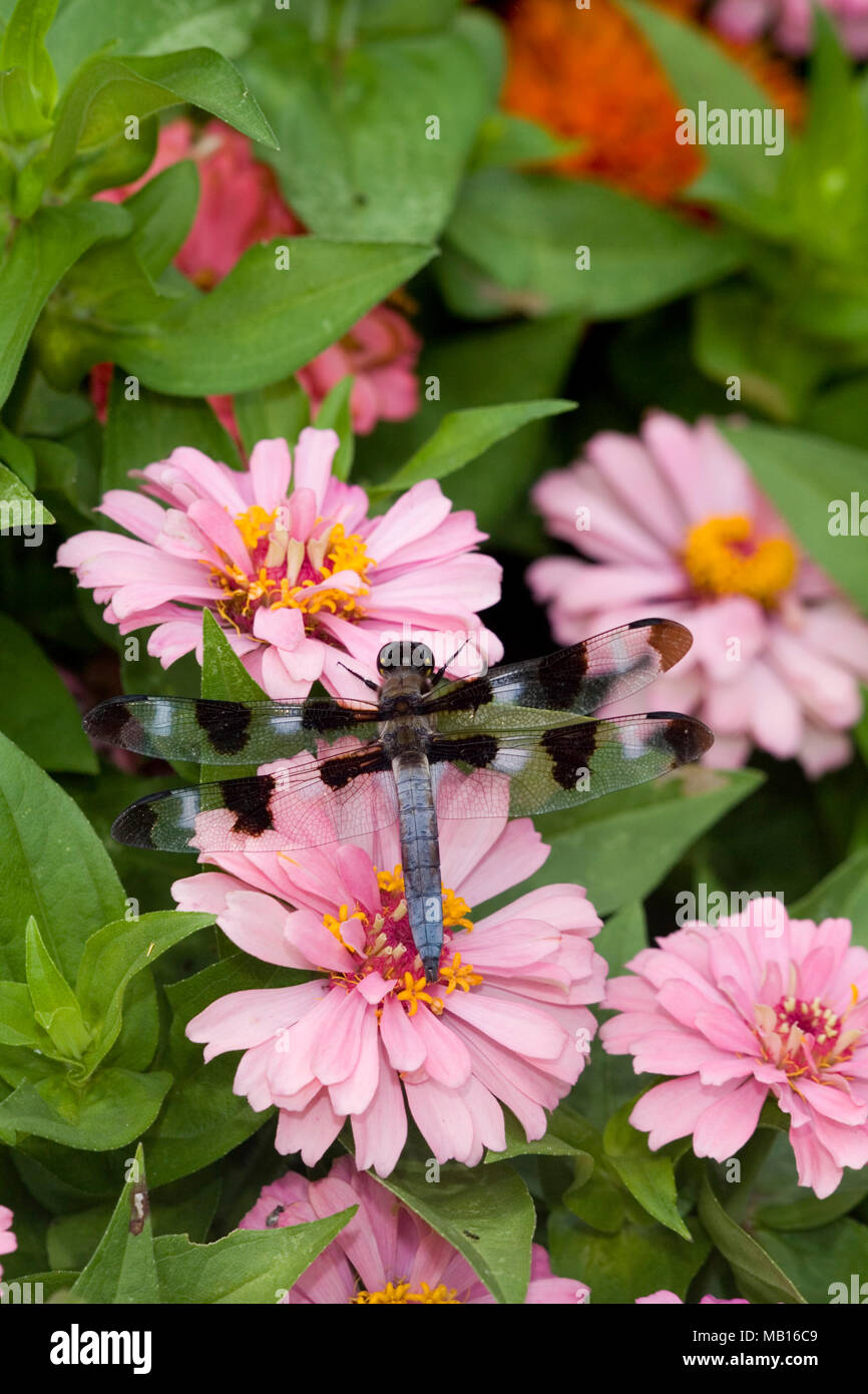 06625-008.05 12-spotted Skimmer (Libellula pulchella) männlichen auf kurzen Material Zinnia (Zinnia elegans) Marion Co.IL Stockfoto