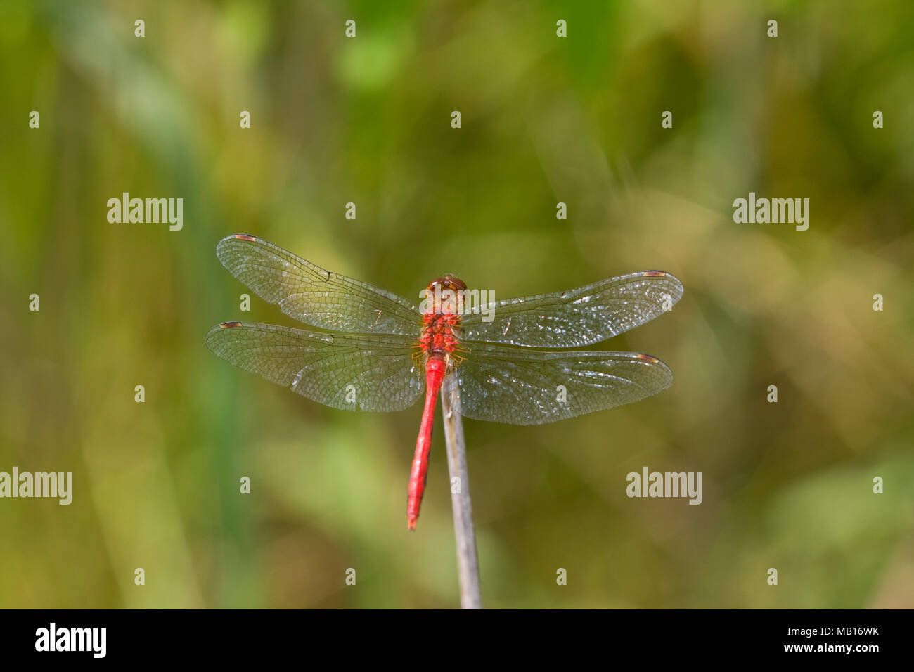06663-00108 Ruby Meadowhawk Dragonfly (Aeshna rubicundulum) männlich, Jo Daviess Co.IL Stockfoto