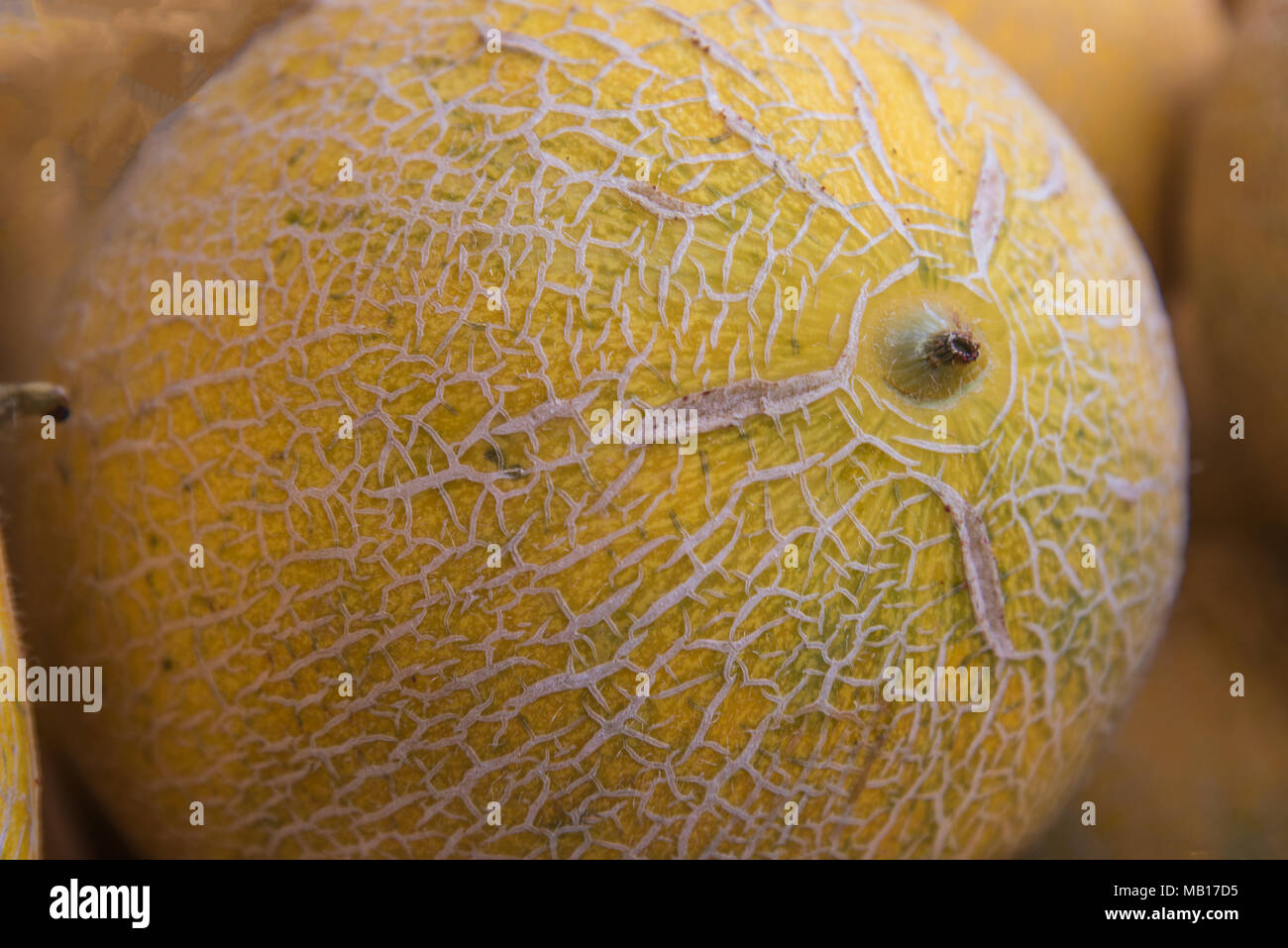 Eine Netzmelone (galiamelone) im Detail auf dem Markt von Palma de Mallorca Stockfoto
