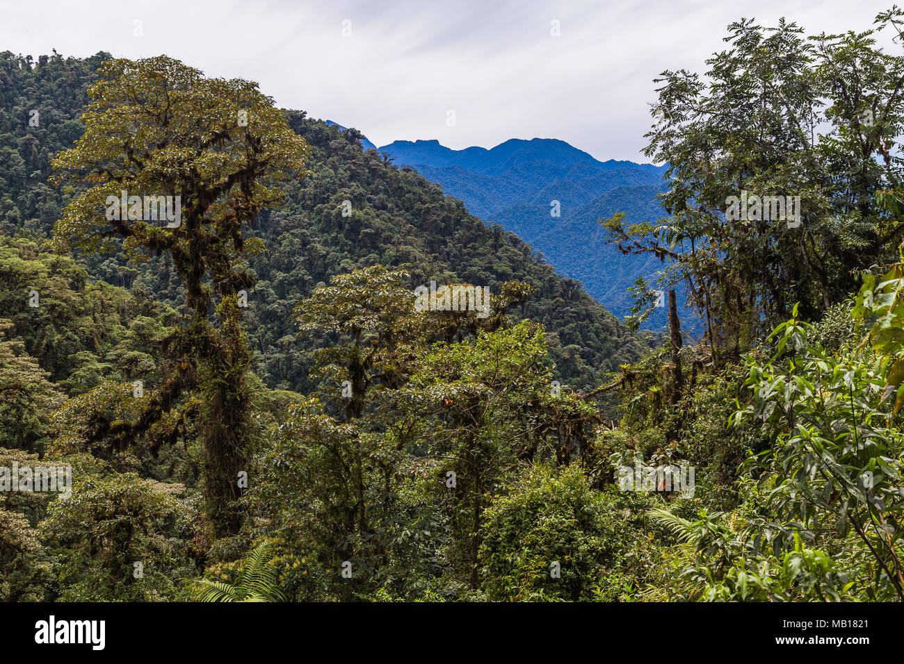Die Cloud Forest, Ein natürliches Heiligtum nordwestlich von Quito Stockfoto