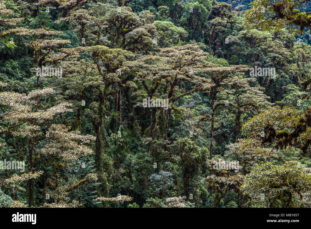 Die Cloud Forest, Ein natürliches Heiligtum nordwestlich von Quito Stockfoto
