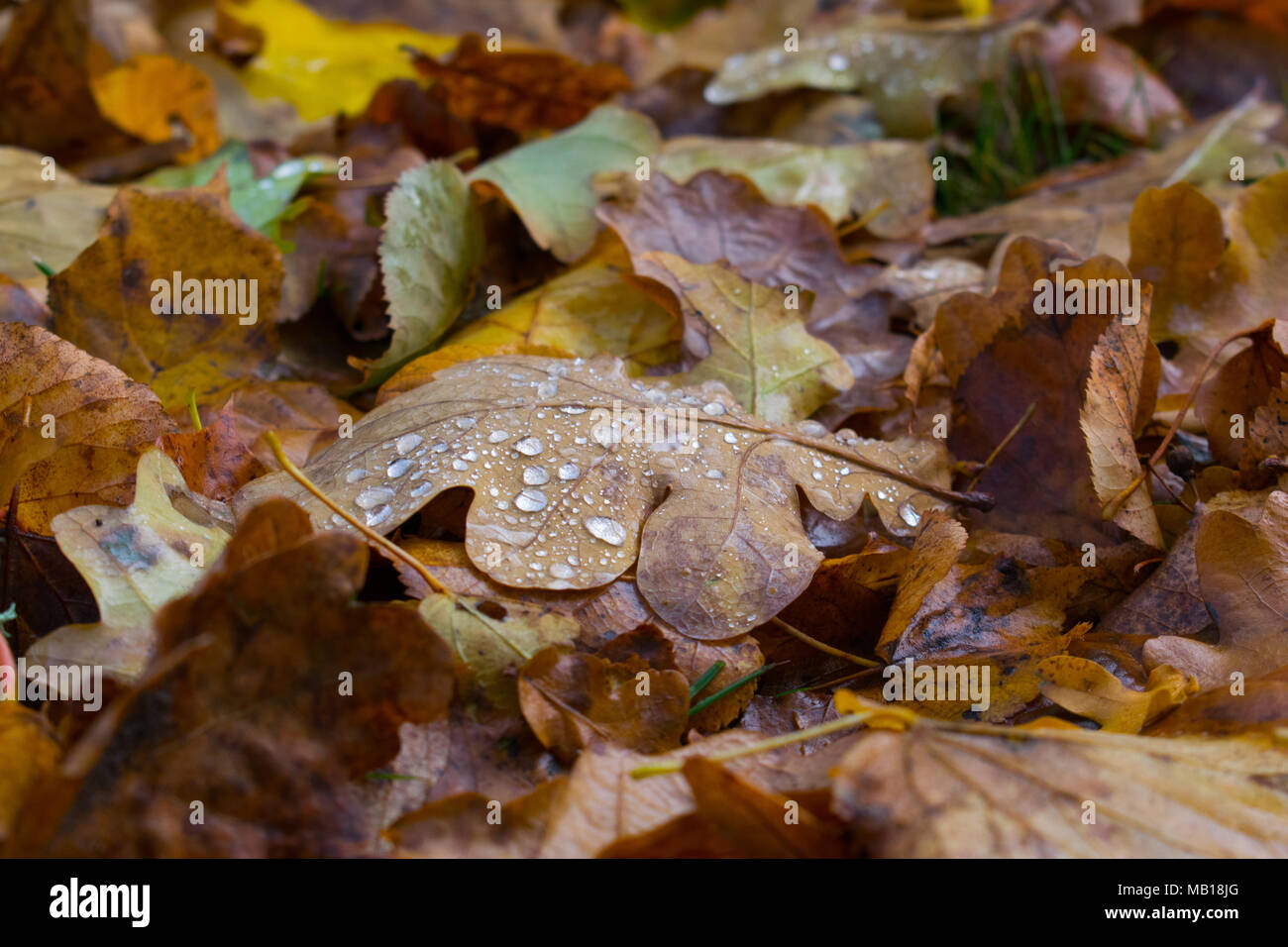 Herbst eiche Blatt mit Wassertropfen auf es Stockfoto