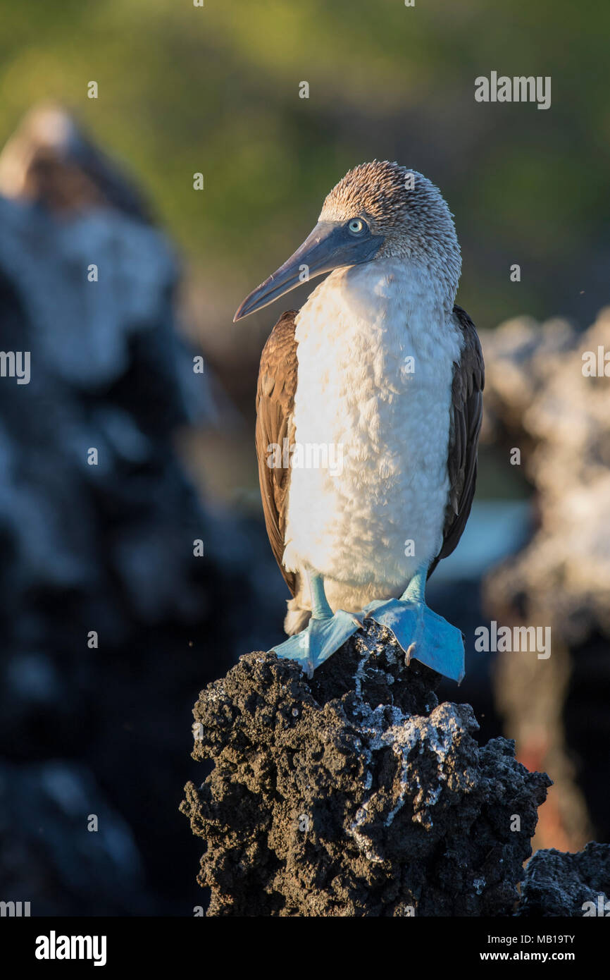 Blue footed Booby (Sula nebouxii), Black Turtle Cove, Isla Santa Cruz, Galapagos, Ecuador Stockfoto