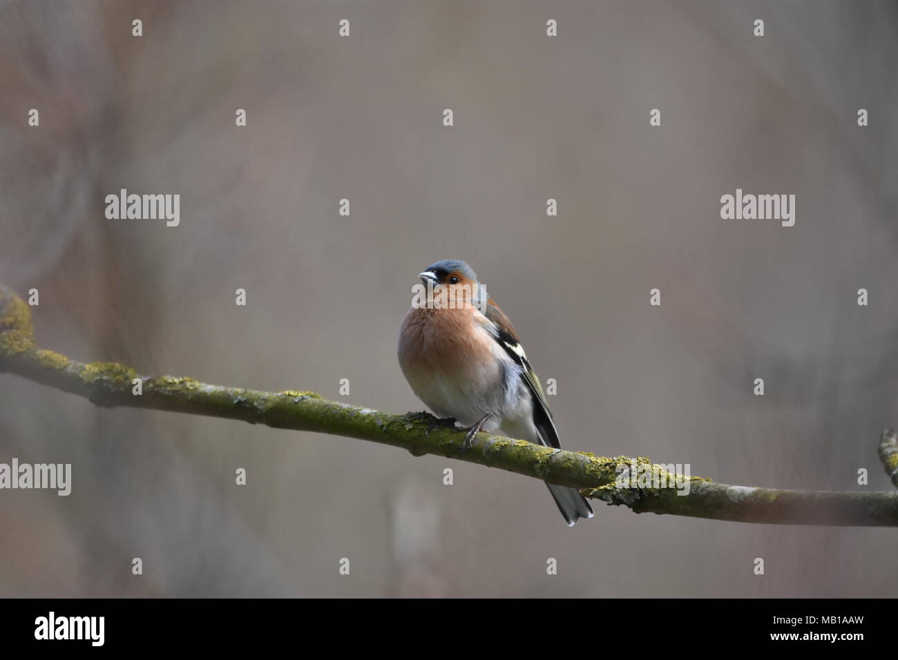 Buchfink auf einem Ast Stockfoto