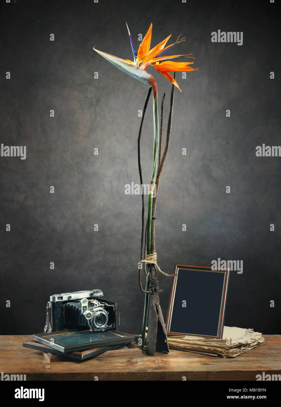 Exotische Blüte der Strelitzia reginae (Bird of paradise), vintage Pitchfork, alte Kamera, Bilderrahmen und alten Buch gegen den dunklen Hintergrund Stockfoto