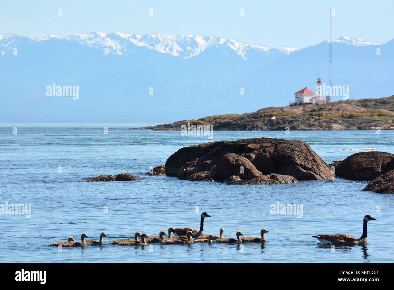 Kanada Gänse Pass durch Versuch Insel mit den Olympischen Berge in der Ferne, Victoria BC. Stockfoto