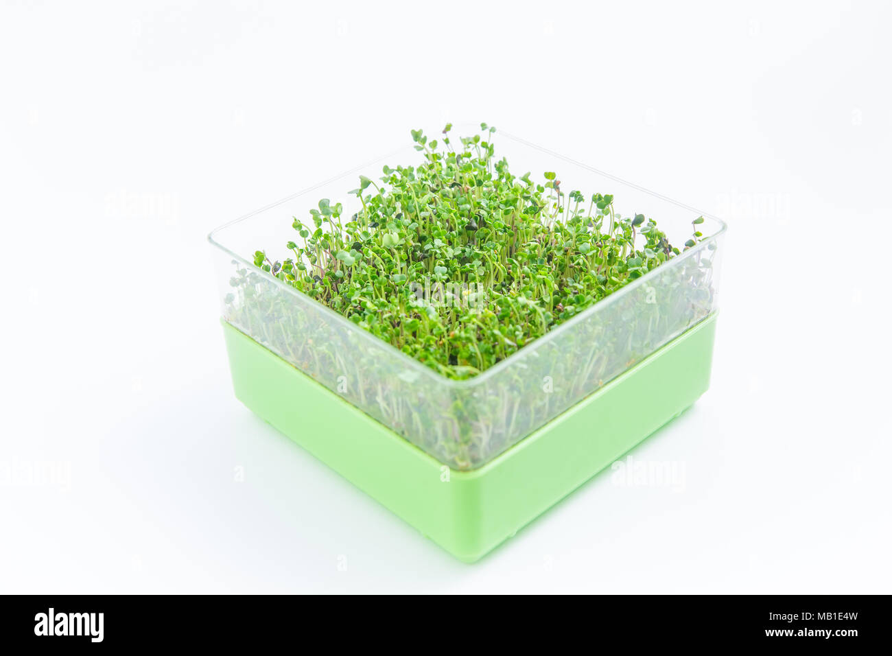 Helle grüne Ernte von microgreen Sprößlinge auf weißem Hintergrund Stockfoto