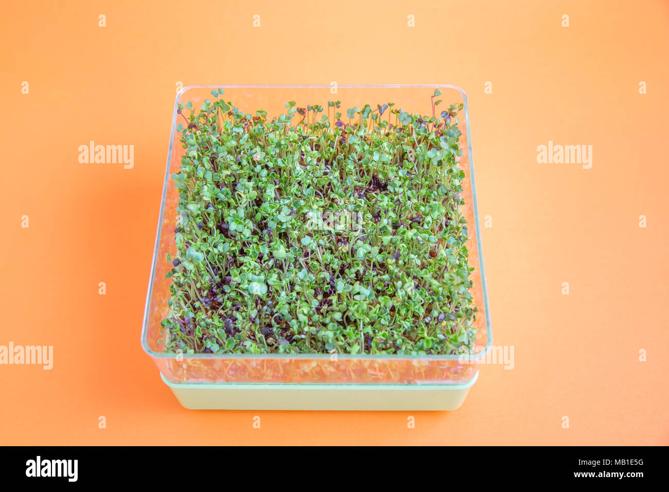 Helle grüne Frische microgreens Salat mix keimten in einem quadratischen Teller auf orangefarbenem Hintergrund Stockfoto