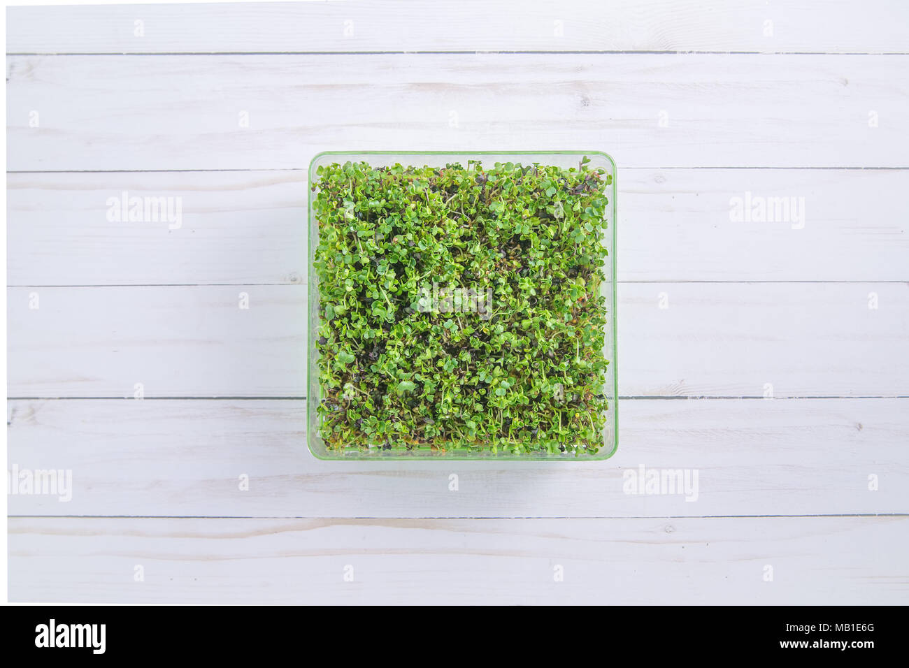 Schale mit frischen Sprossen microgreen auf einem weißen Holz Hintergrund Stockfoto