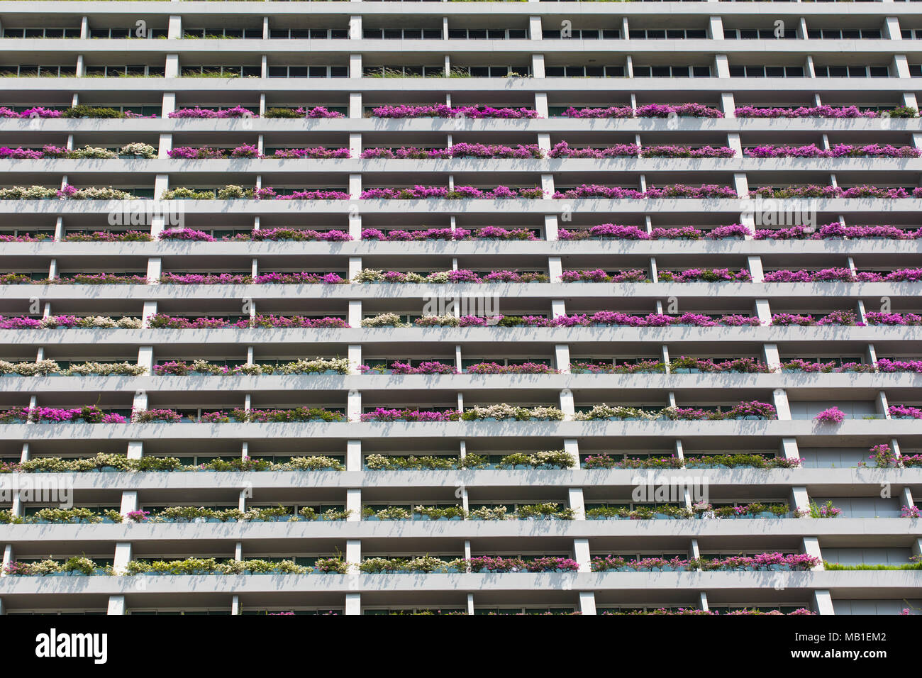 Blick auf die rosafarbenen Bougainvilleas, die auf Balkonreihen in Marina Bay Sands, Singapur, südost-asien gepflanzt wurden Stockfoto