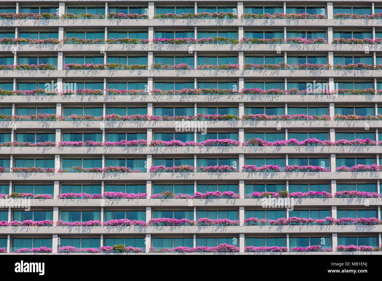 Pinke Bougainvilleas, die auf den Balkonen von Marina Bay Sands gepflanzt wurden, um das Äußere des Hotels zu verschönern. Singapur. Stockfoto