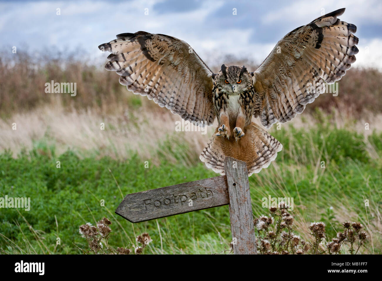 Uhu (Bubo bubo) Landung mit offenen Flügeln auf Wegweiser in der Wiese bei Dämmerung, England, Großbritannien Stockfoto