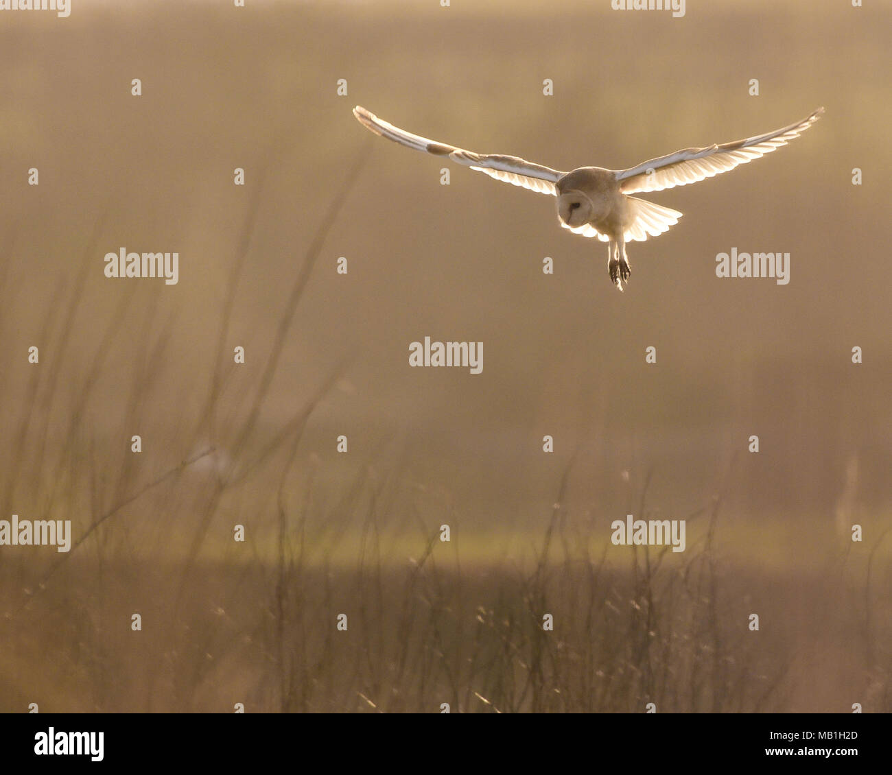 Eine wilde Schleiereule jagt die grasländer der Yorkshire Landschaft. Stockfoto