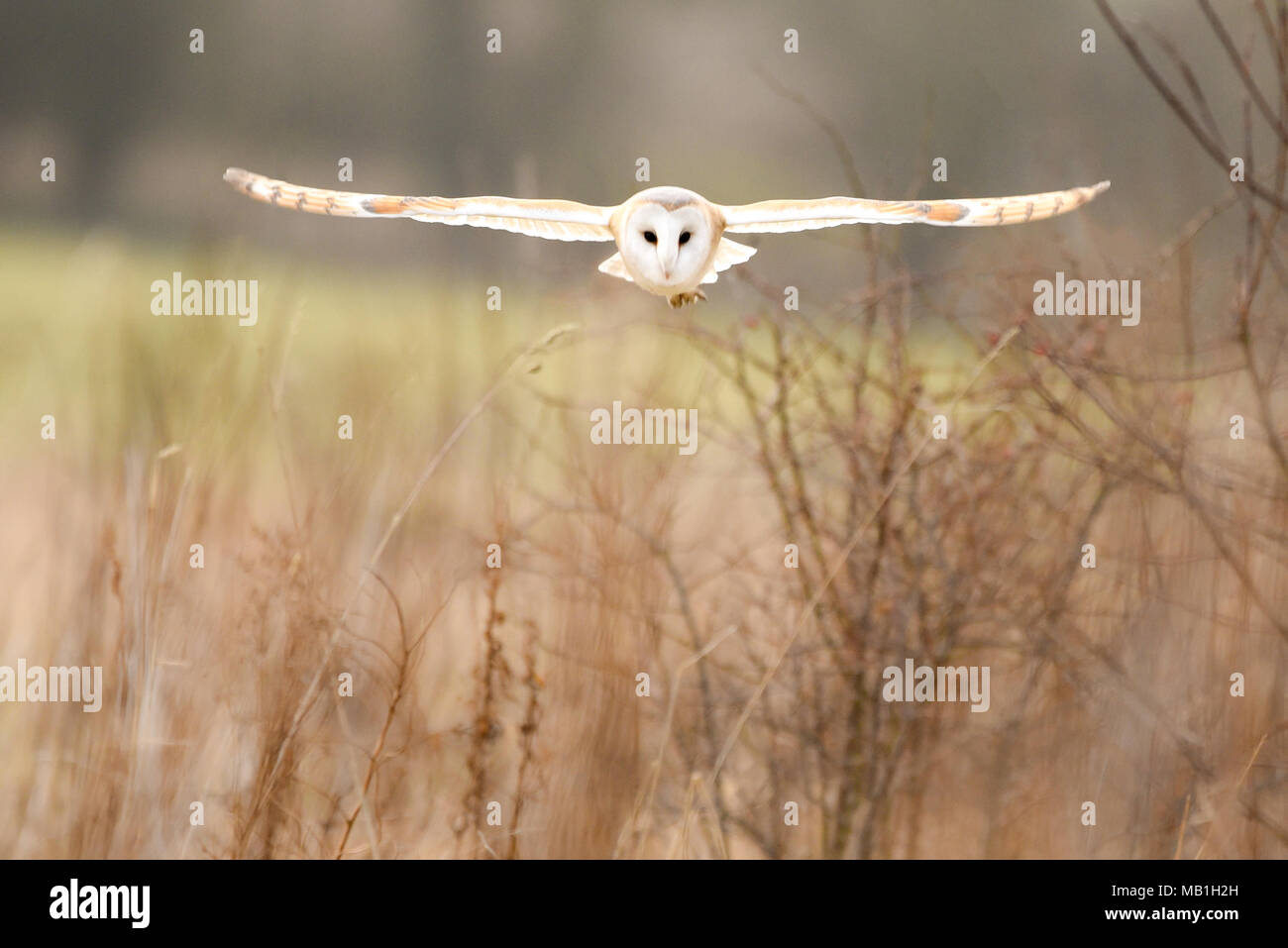 Eine wilde Schleiereule jagt die grasländer der Yorkshire Landschaft. Stockfoto