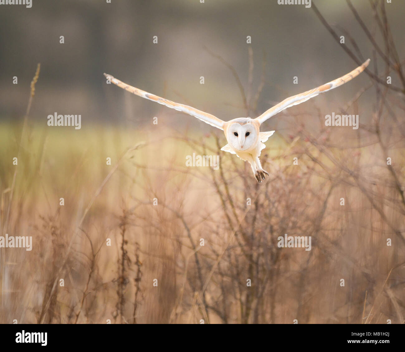 Eine wilde Schleiereule jagt die grasländer der Yorkshire Landschaft. Stockfoto