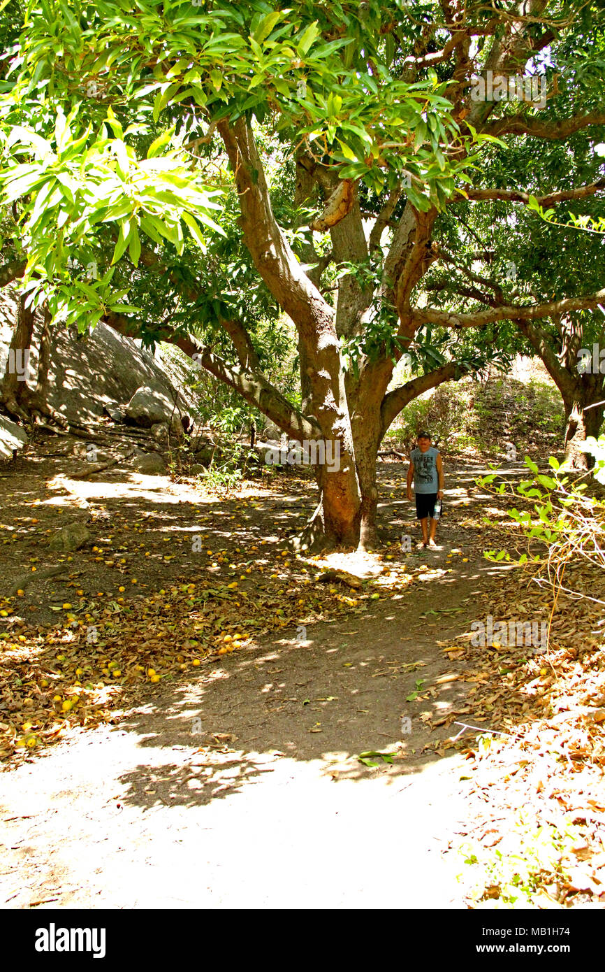 Mango Tree, Parque Estadual da Pedra da Boca, Araruna, Paraiba, Brasilien Stockfoto