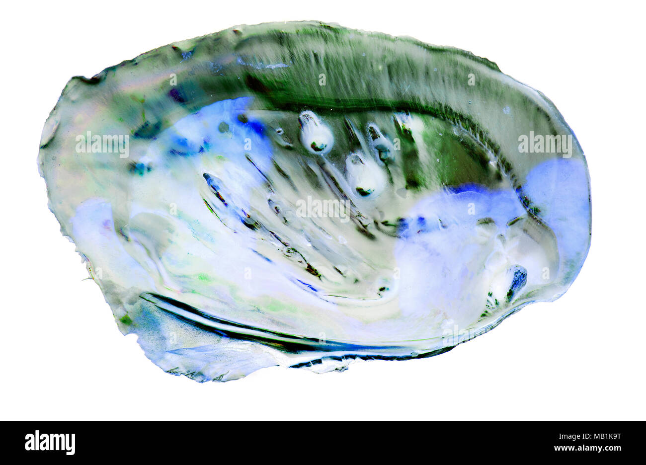 Pearl oyster Stockfoto