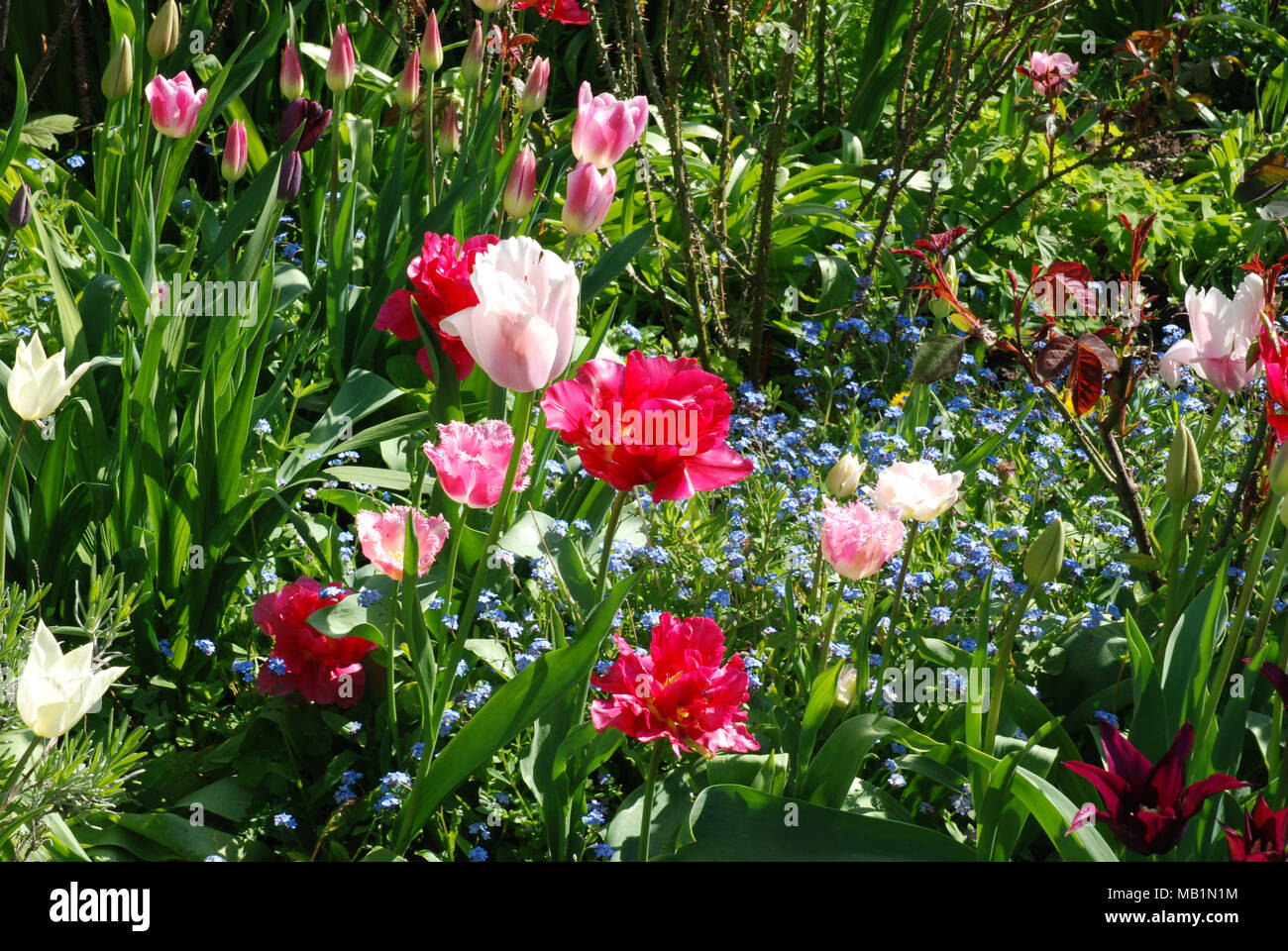 Frühling Blumen verschiedene Arten von Tulpen, papagei Tulpen, Rot, Rosa und Weiß Stockfoto