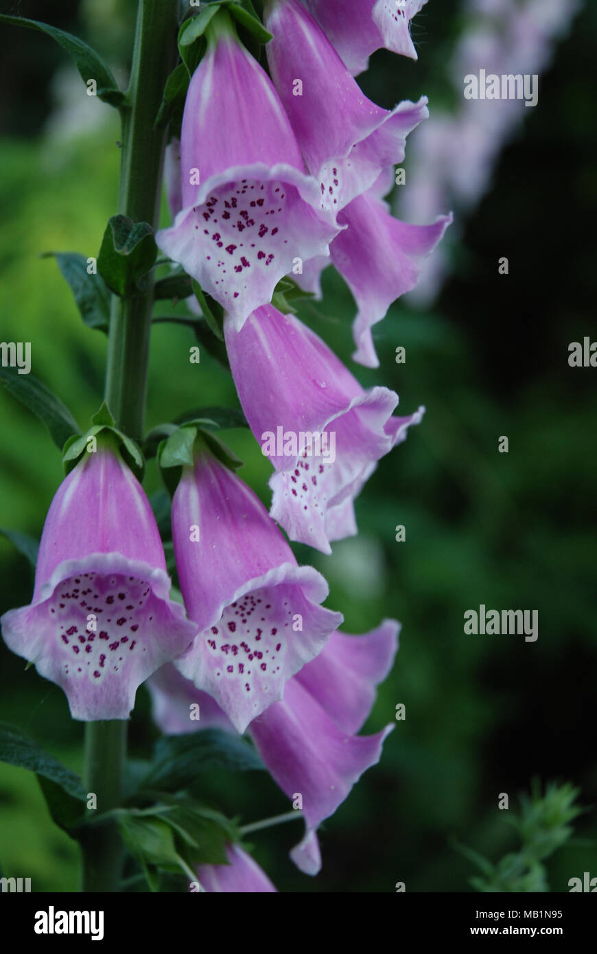 Fingerhut - glockenförmigen Blüten Stockfoto