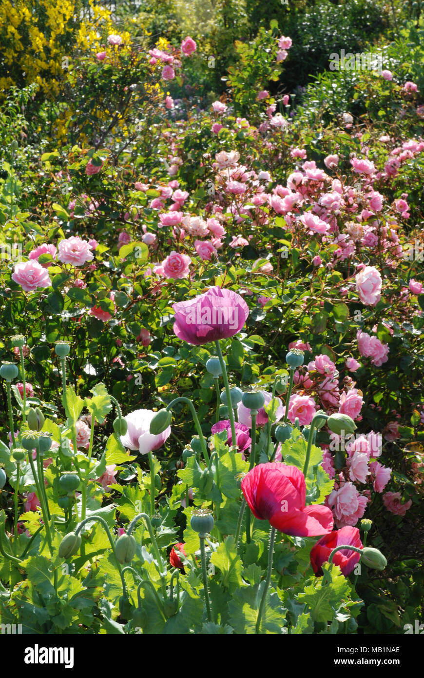 Scharlach oder crimson Poppy, lila Mohnblumen und Rosen Stockfoto