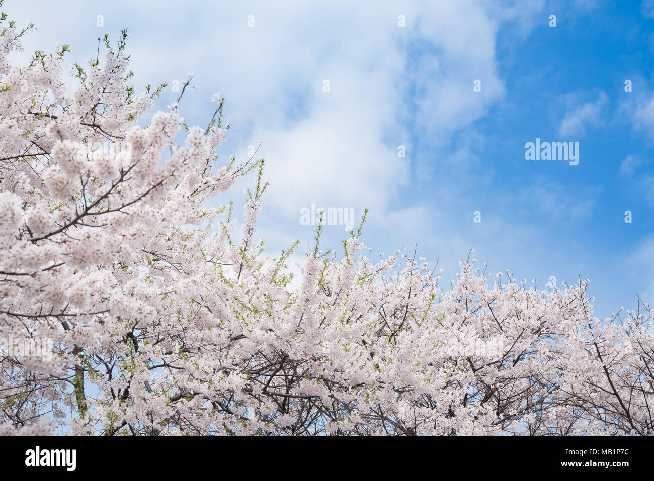 Ein klarer Himmel Hintergrund, eine blühende Kirschbäume wiegen sich im Wind Stockfoto