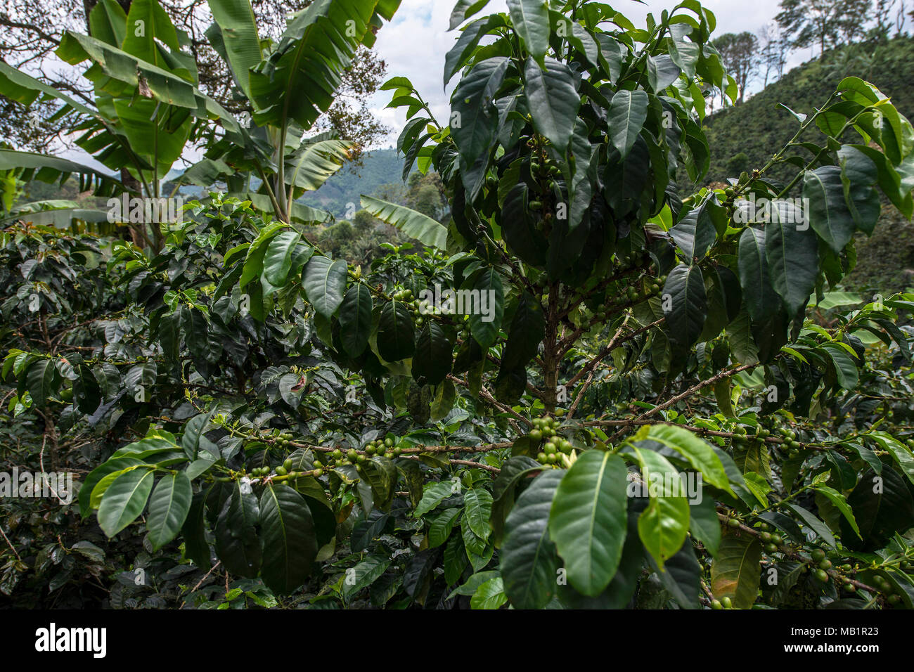 Kaffee Anlage in einem organischen Kaffee Bauernhof im Salento, Kolumbien. Stockfoto