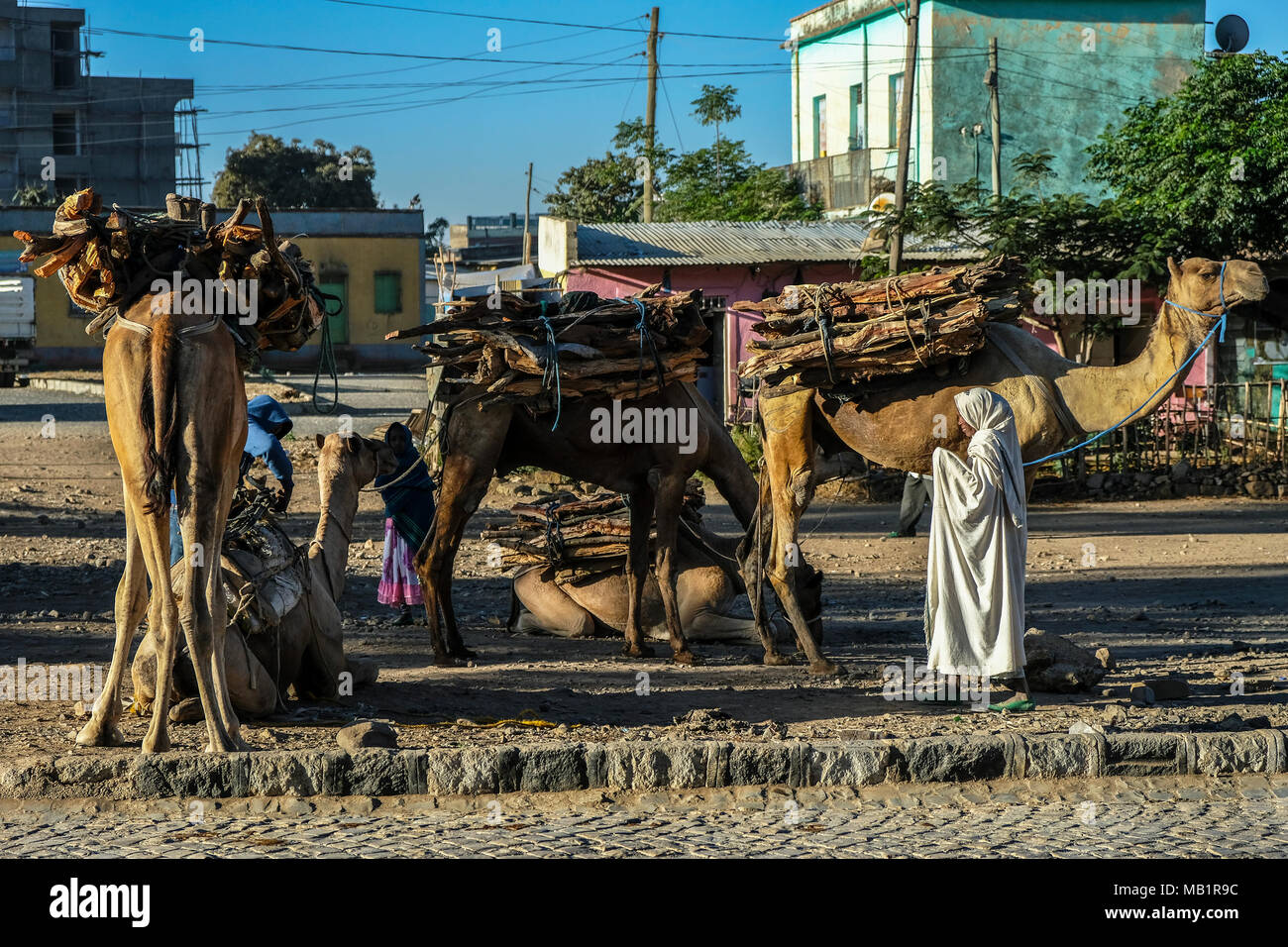 Aksum, Äthiopien - Januar 13, 2018: Kamele mit Brennholz in einer Straße von Aksum in Aksum, Äthiopien geladen. Stockfoto
