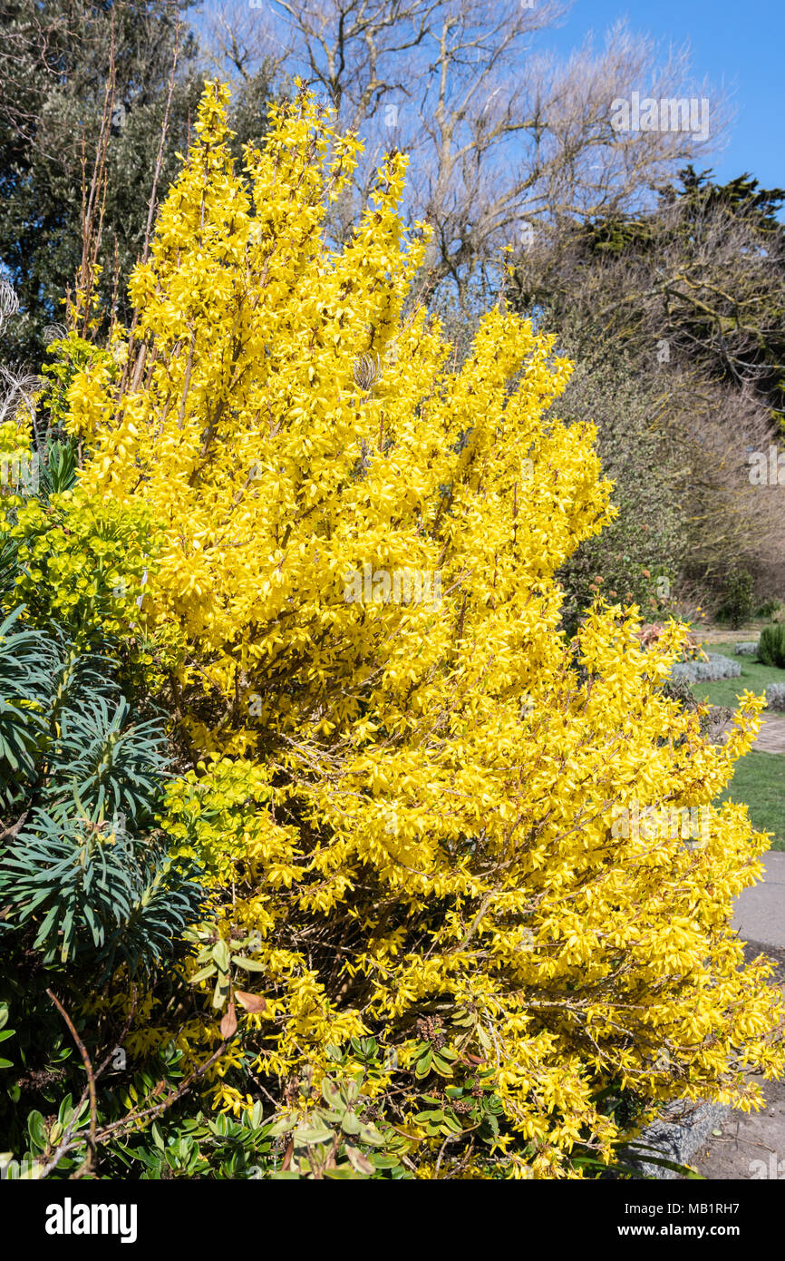 Gelbe Forsythia Bush blühen im Frühjahr in einem Park in West Sussex, England, UK. Forsythia pflanze Portrait. Stockfoto