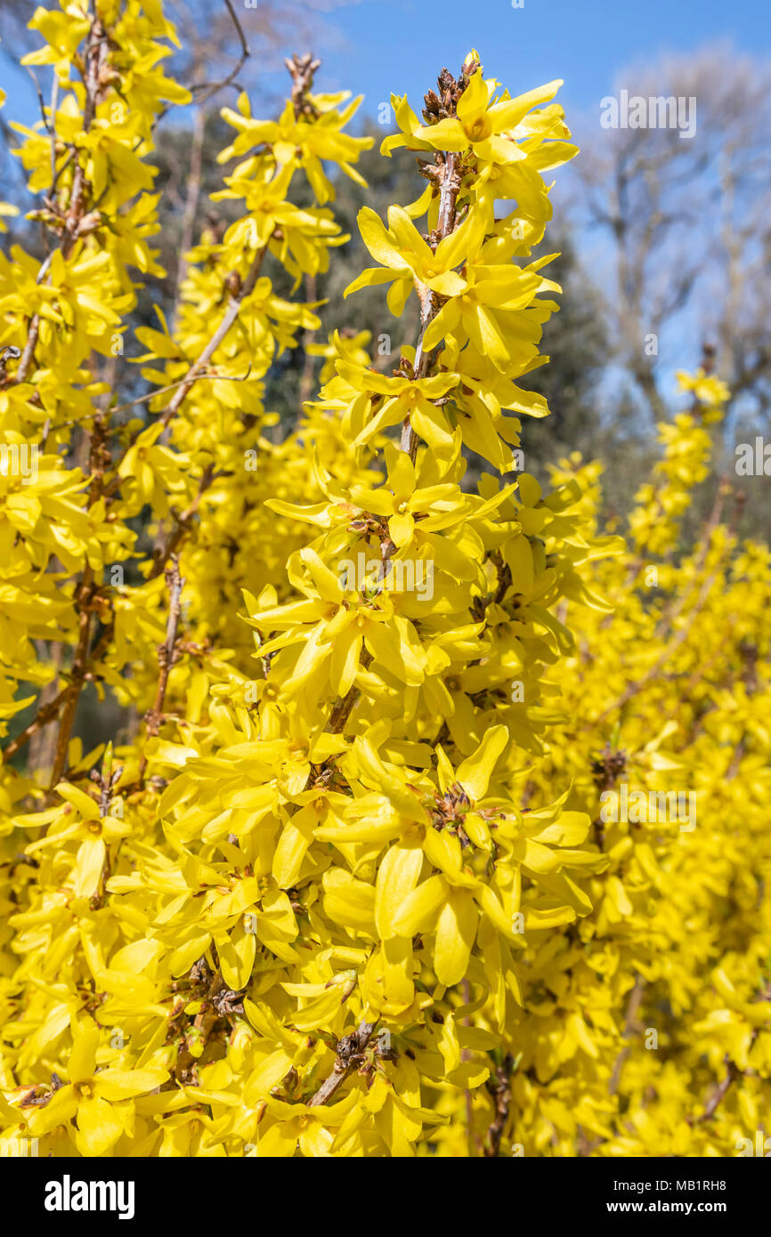 Gelbe Forsythia Bush blühen im Frühjahr in einem Park in West Sussex, England, UK. Forsythia pflanze Portrait. Stockfoto