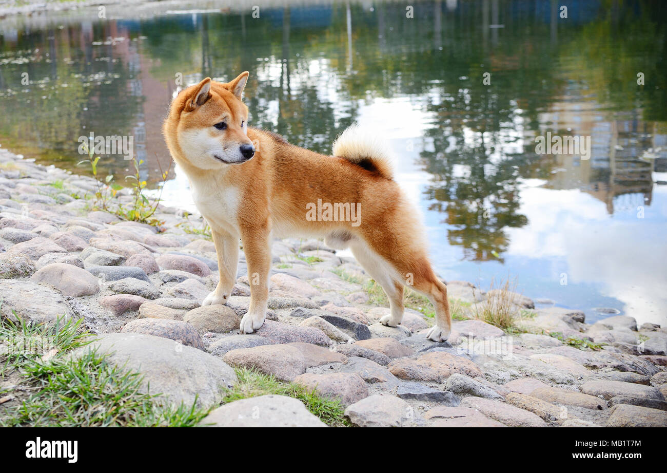 Dog Shiba Inu in voller Länge Stockfoto