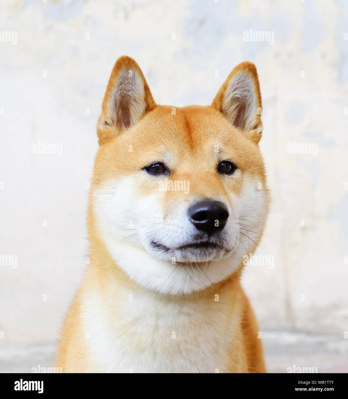 Shiba-inu Nahaufnahme Stockfoto