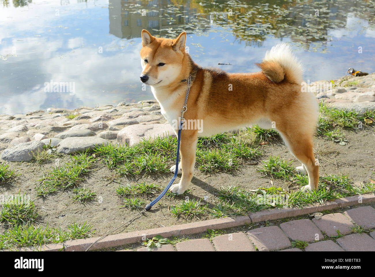 Shiba Inu in voller Länge Stockfoto