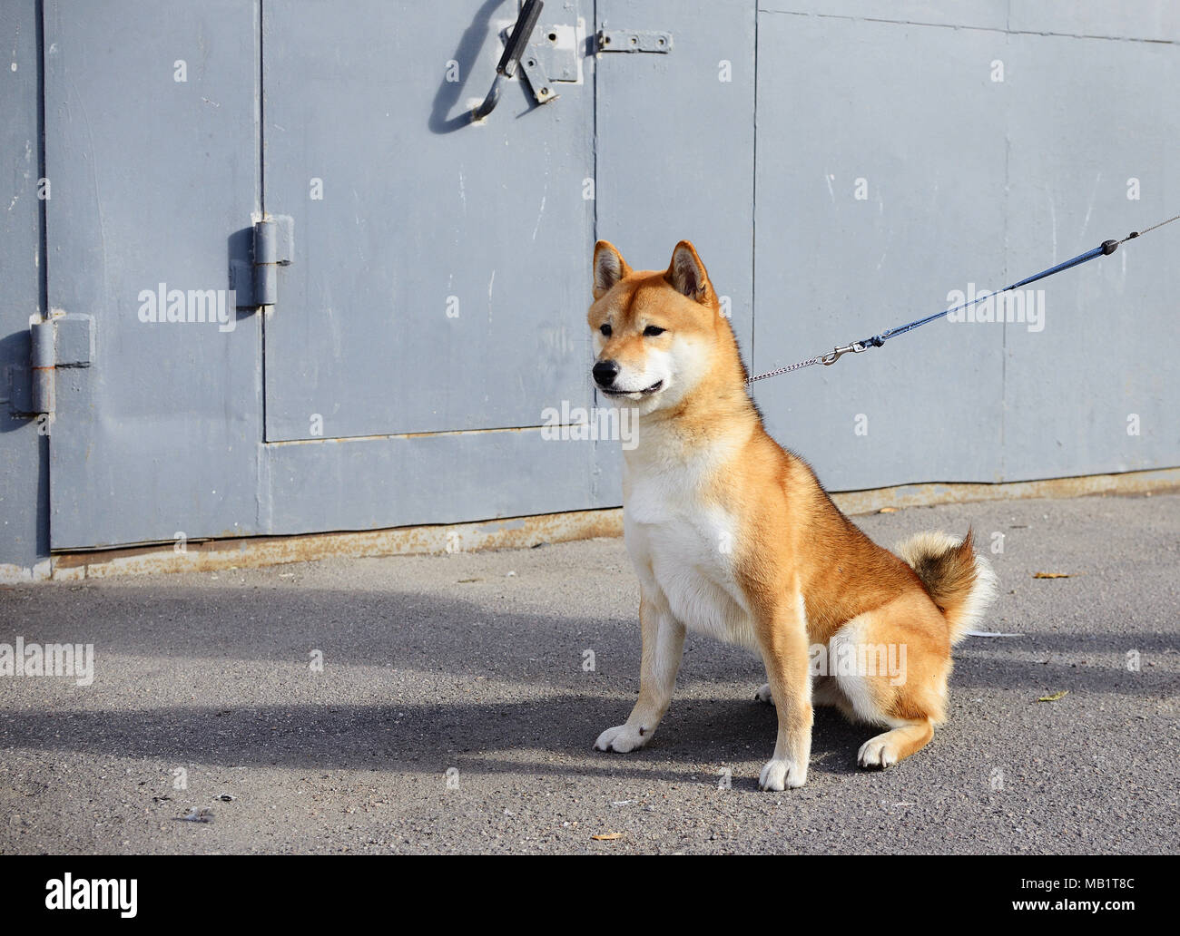 Dog Shiba Inu sitzt auf einem Spaziergang Stockfoto