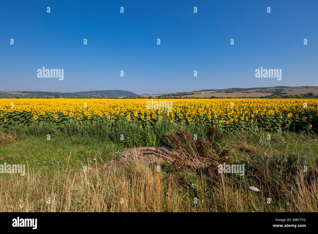 Panoramablick auf Sonnenblumen Feld mit einem klaren blauen Himmel im Sommer in Bulgarien Osteuropa Stockfoto