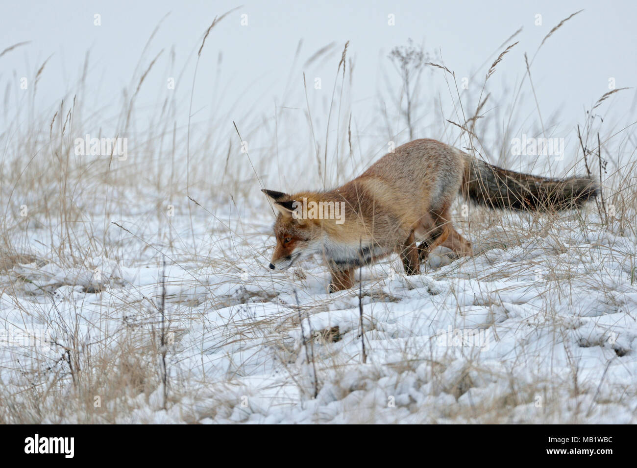 Red Fox/Rotfuchs (Vulpes vulpes) Jagd im Schnee, späten Wintereinbruch, natürlichen Umgebung, Wildlife, Europa. Stockfoto