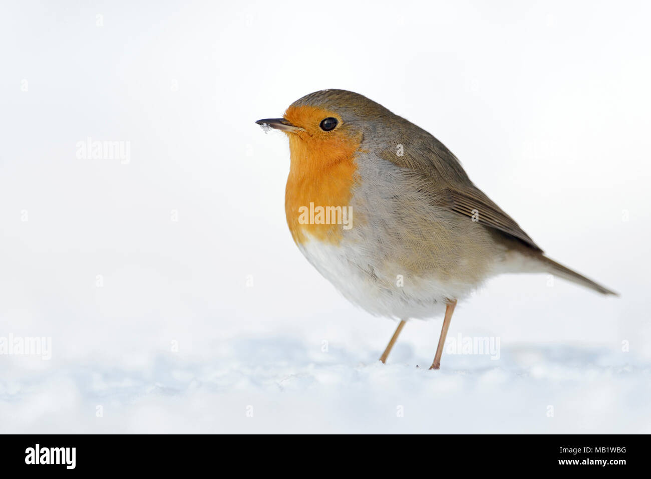 Schöne Robin Redbreast/Rotkehlchen (Erithacus Rubecula) sitzt im Schnee auf dem Boden, flauschige Gefieder, kalte Winter, Tierwelt, Europa. Stockfoto