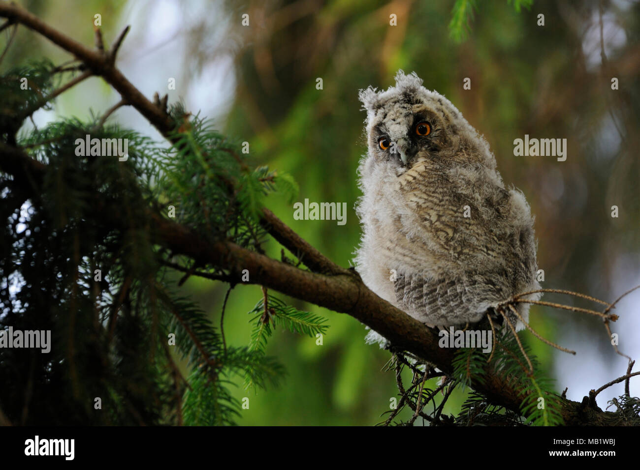 Lange eared owl/Waldohreule (Asio otus), jugendlich, Junge, in einem Baum gehockt, um Drehen, überrascht und aufmerksam beobachtet, sieht lustig, wildlif Stockfoto