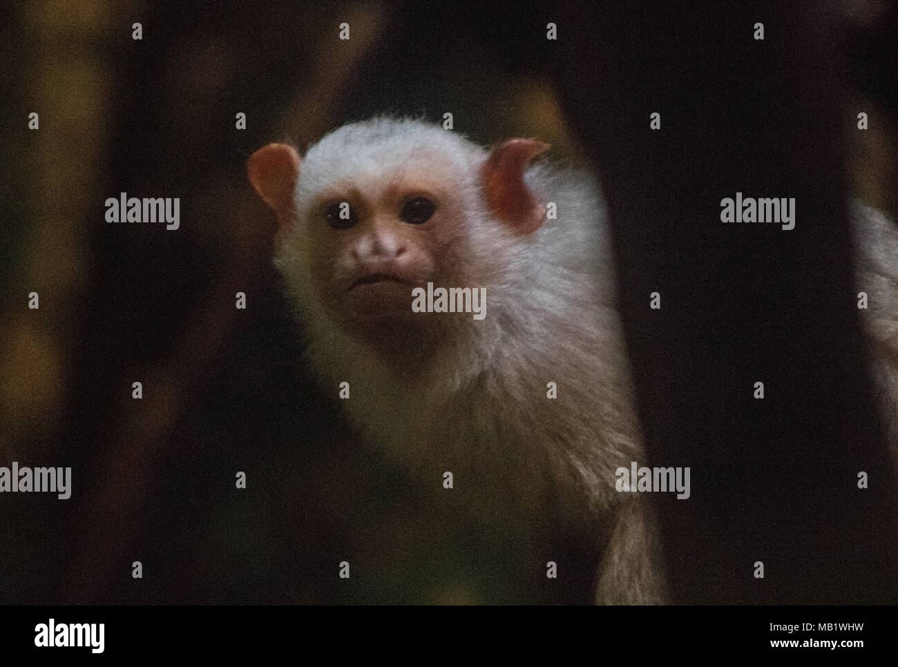 Silbrig Marmosetten Affen Stockfoto