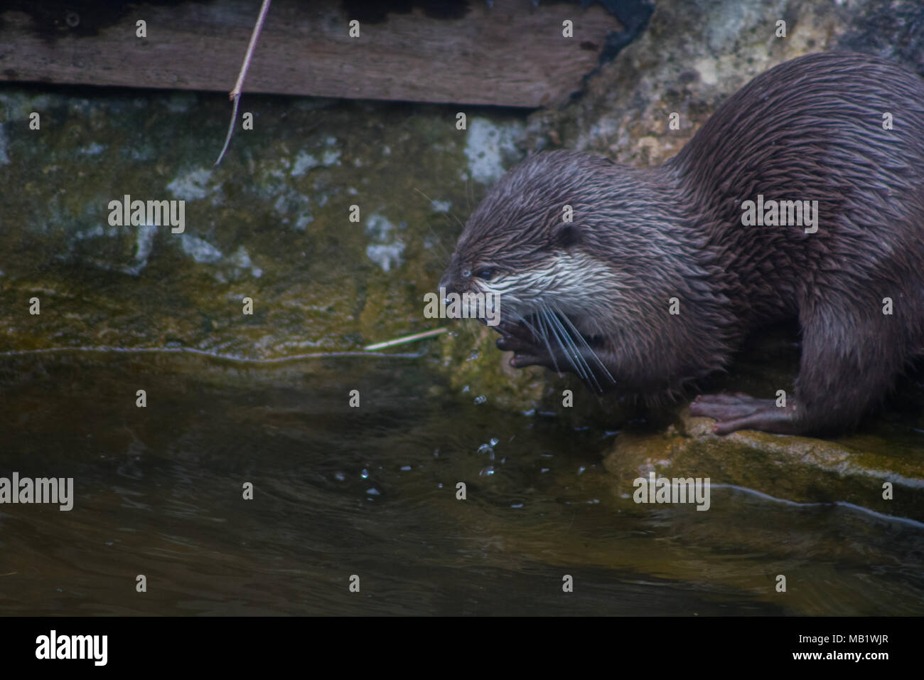 Orientalische Kleine krallen Otter Waschen im Fluss Stockfoto