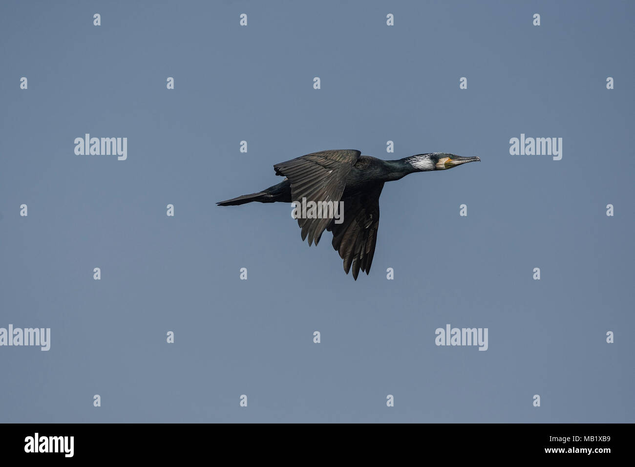 Kormoran (Phalacrocorax carbo) im Flug. Stockfoto