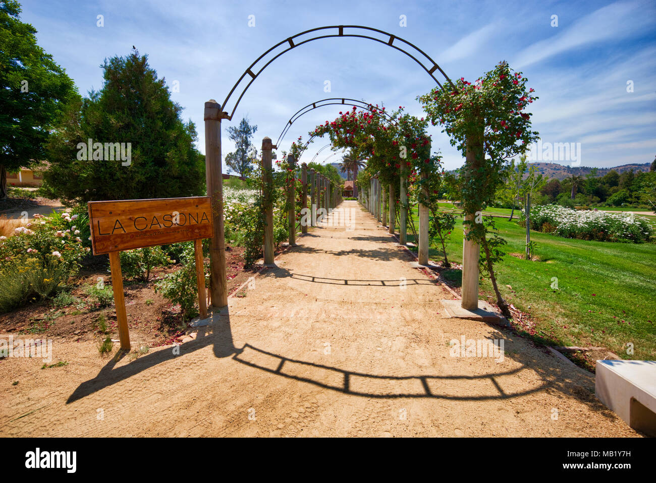 Matetic Weinberg, Chile, Südamerika. Stockfoto