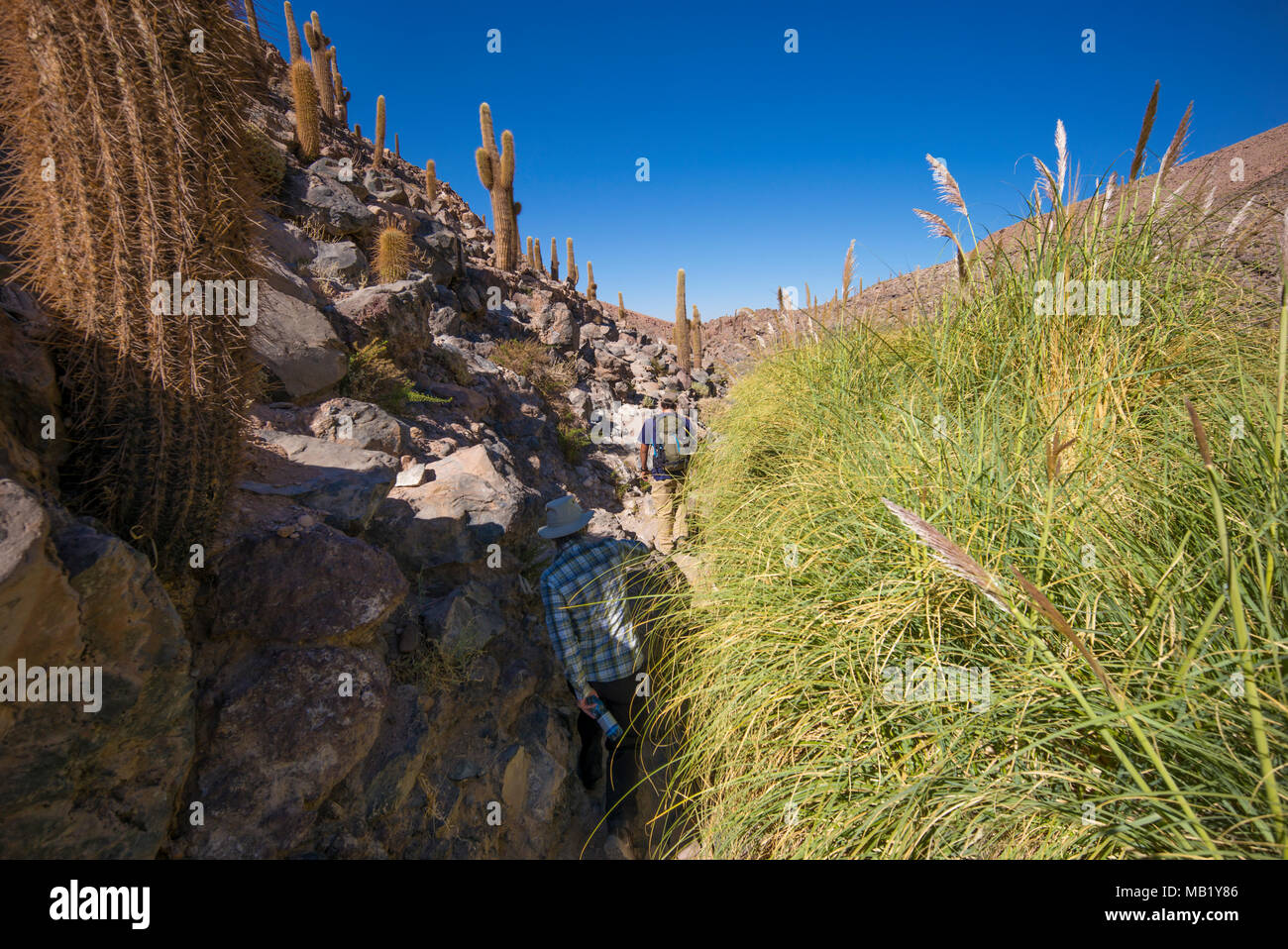 Atacama-Wüste, Chile. Stockfoto