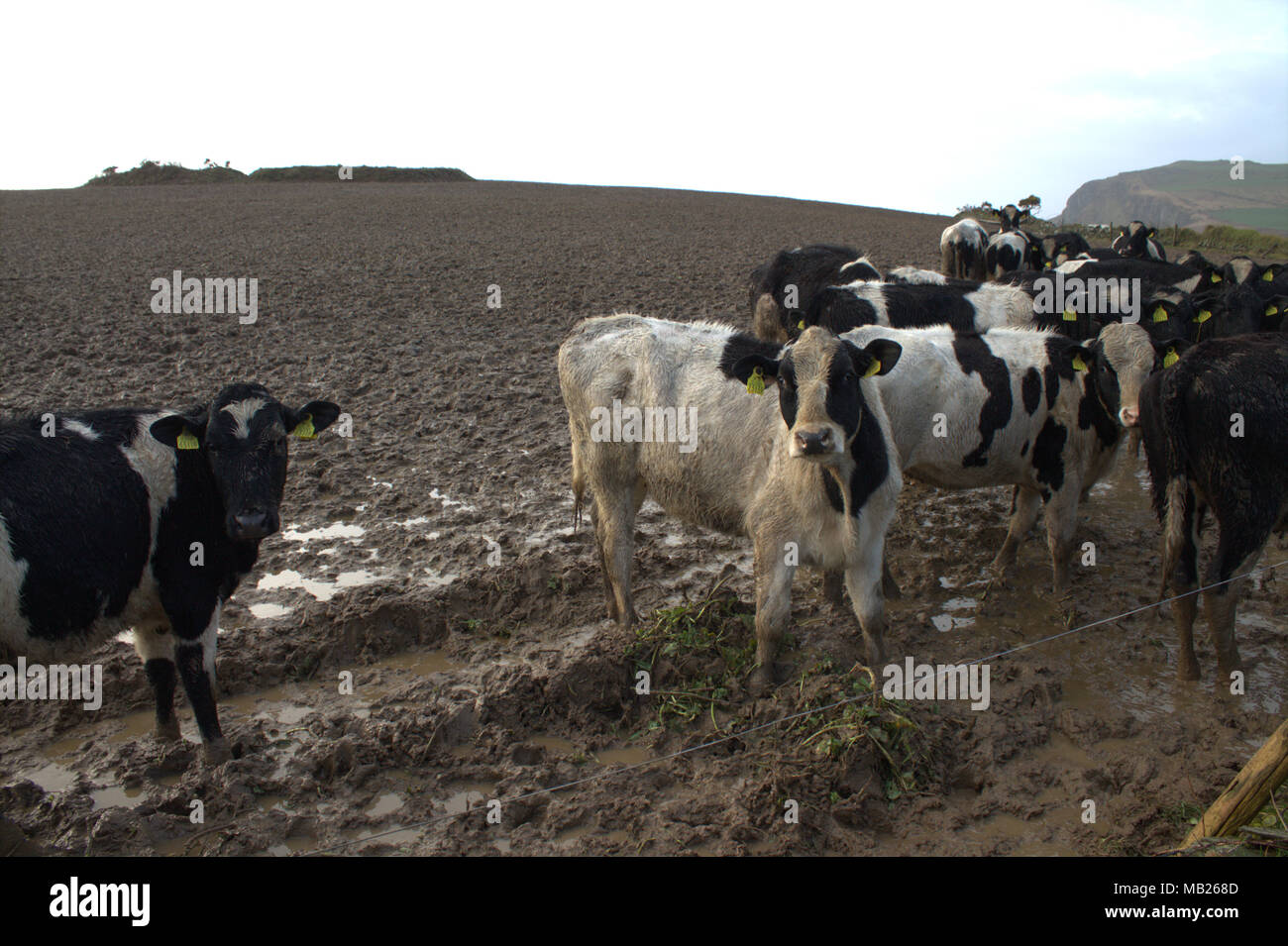 Castlehaven, West Cork, Irland. April 2018. Streifenrinder kläppen die Felder wegen des konstanten Wetters in ein Schlammmeer. Kredit: Aphperspective/Alamy Live News Stockfoto