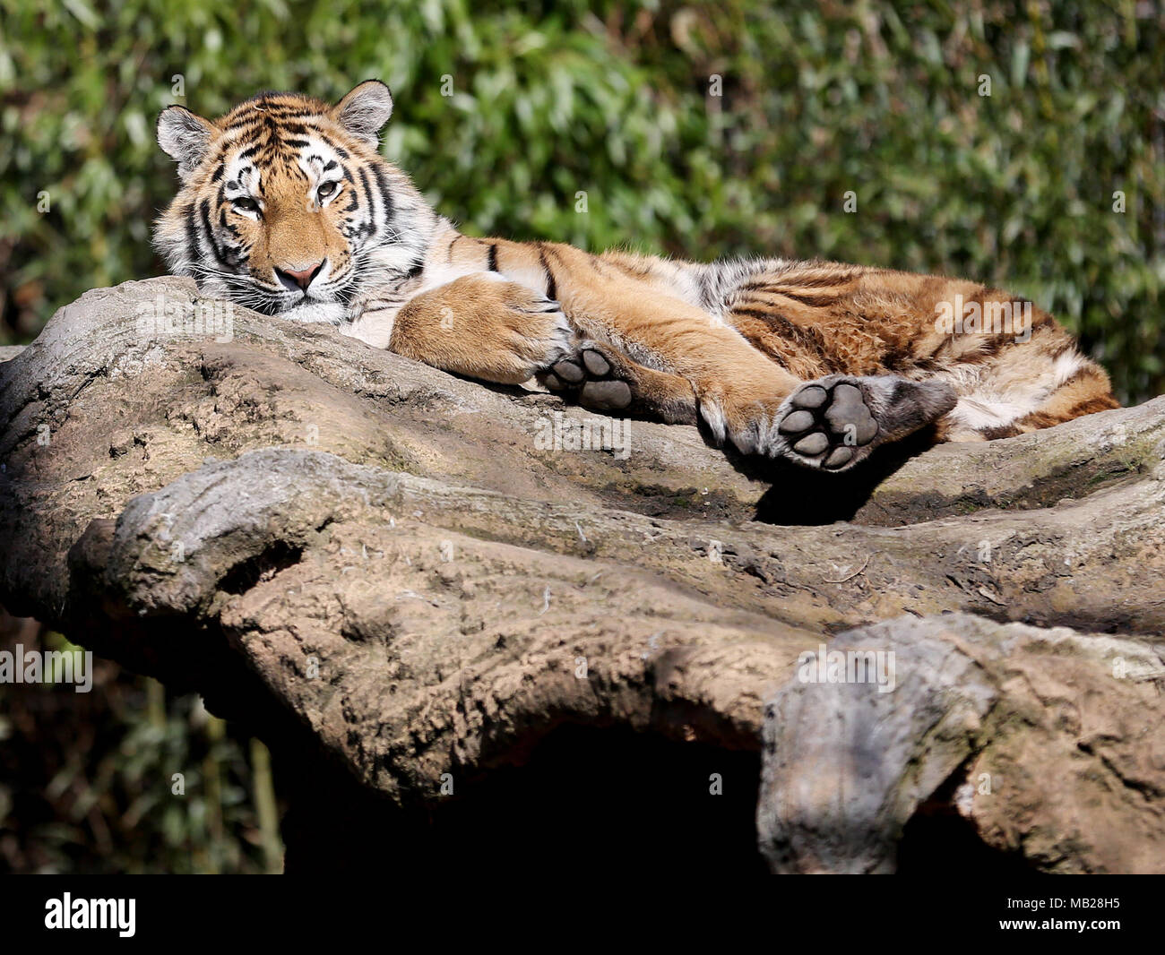 06 April 2018, Deutschland, Duisburg: eine Sibirische Tiger genießt die Sonne in das Gehäuse auf der Duisburger Zoo. Foto: Roland Weihrauch/dpa Stockfoto