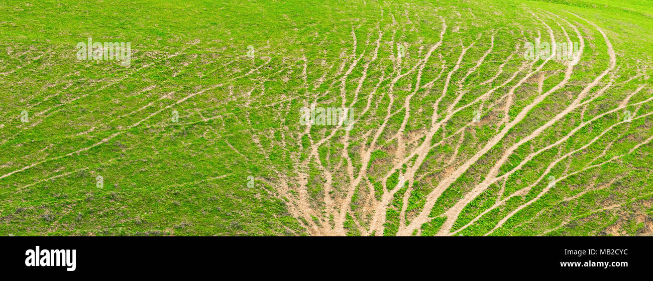 Natürliche Textur von Gras mit Füßen getreten Schafe Titel in Form einer Baumkrone Stockfoto