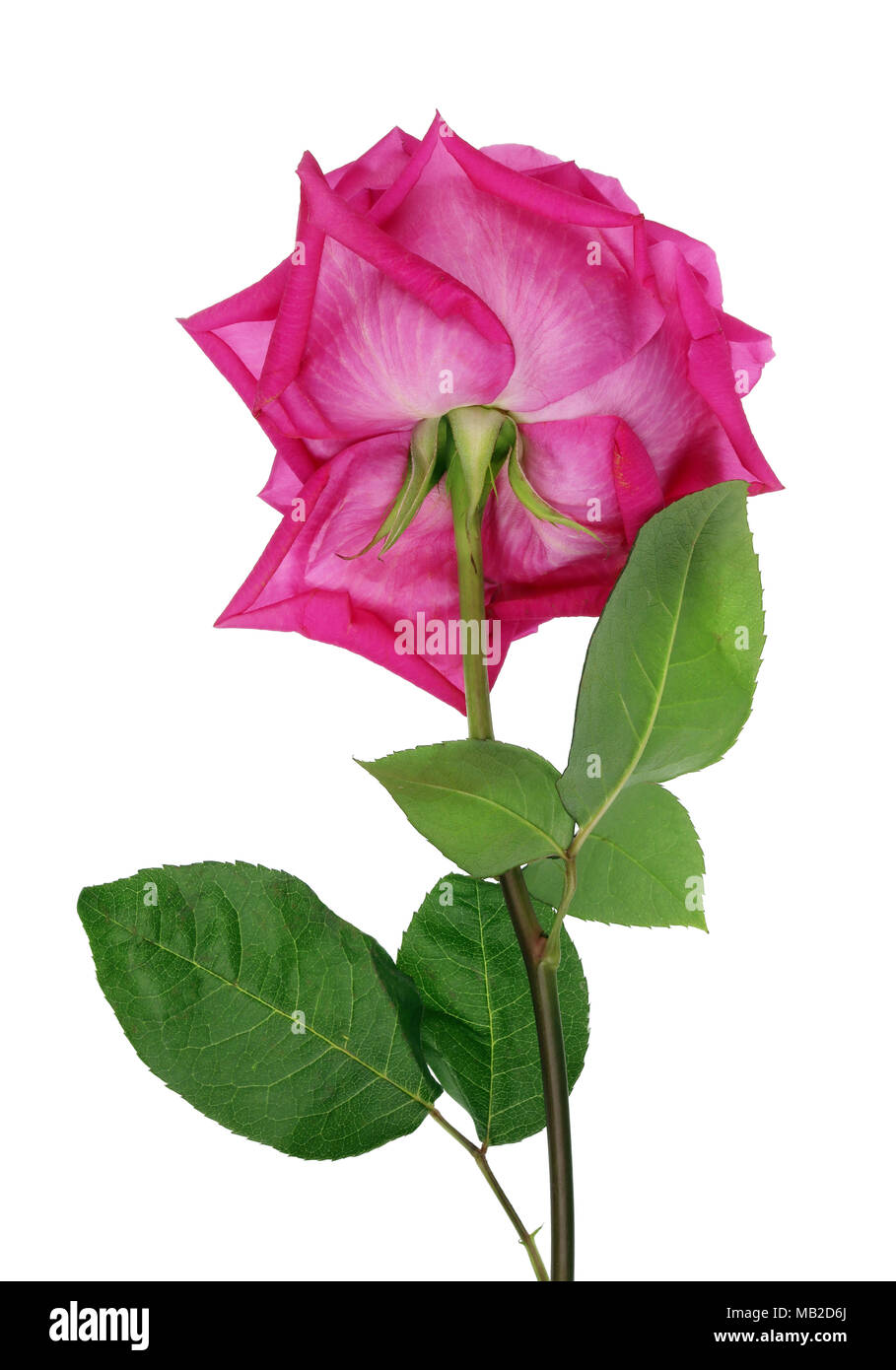 Big perfekt rosa Rose der Sorte großen lila Rückseite Blick auf weiße Farbe isoliert Stockfoto