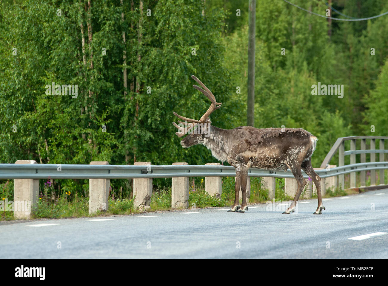 Männliche Rentier (Rangifer tarandus) auf der Straße, Lappland, Schweden Stockfoto