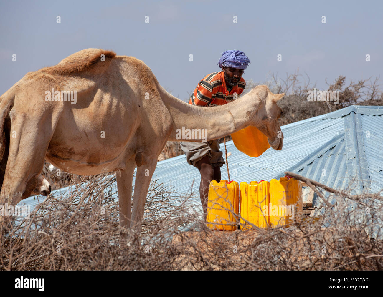 Die somalische Mann mit seinem Kamel Sammeln von Wasser in einem gut, Dhagaxbuur region, Degehabur, Somaliland Stockfoto