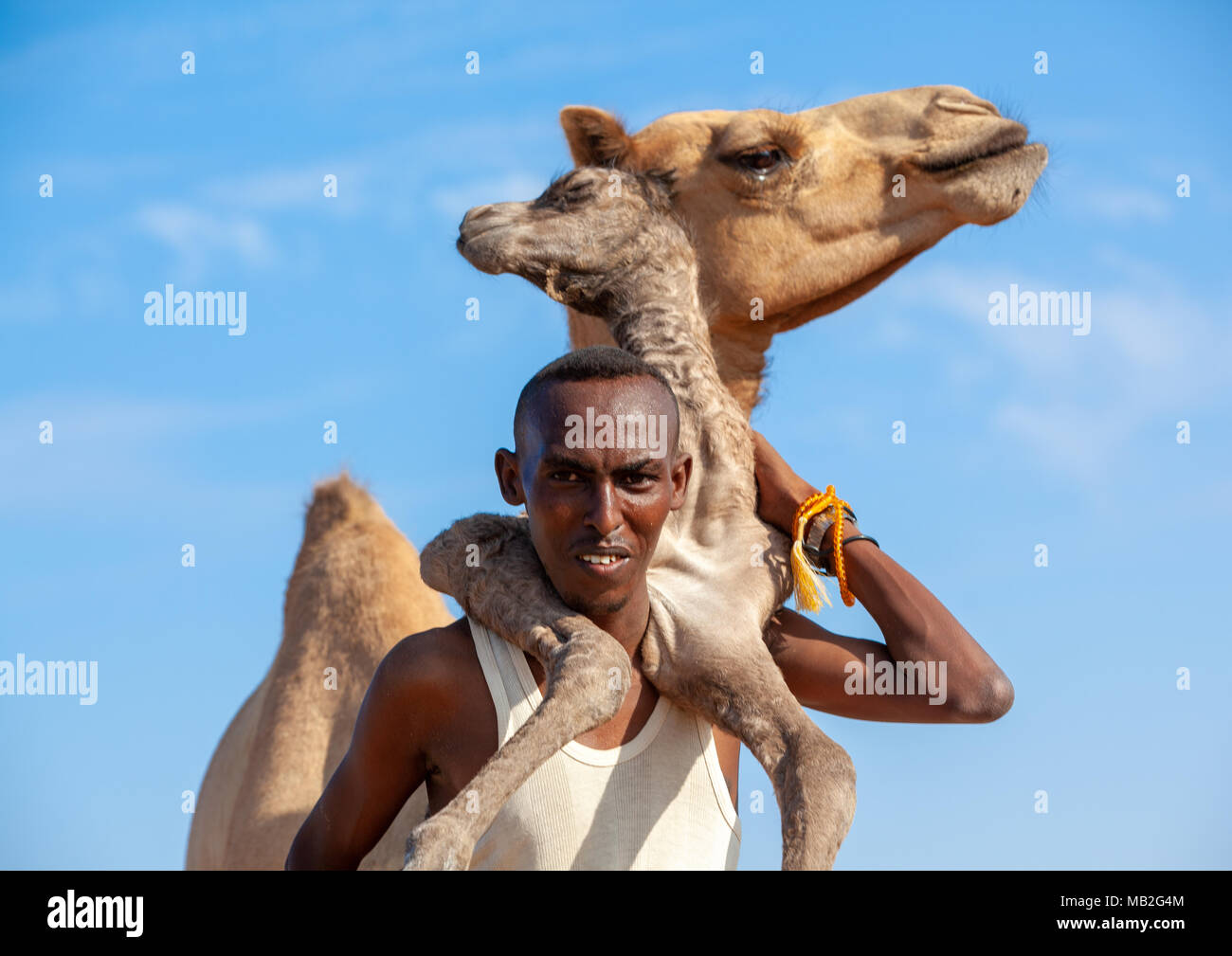 Ein somalischer Mann hält ein Neugeborenes Baby Camel auf seinem Rücken, Region Awdal Lughaya, Somaliland Stockfoto